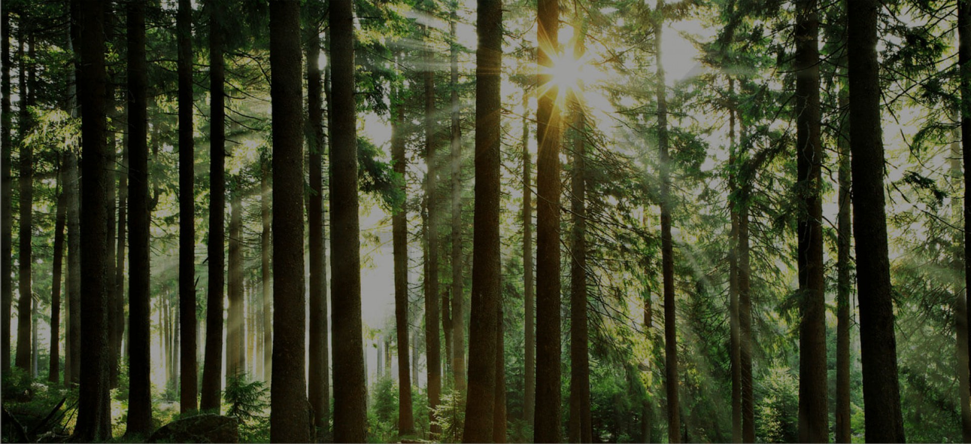 Home Banner Image